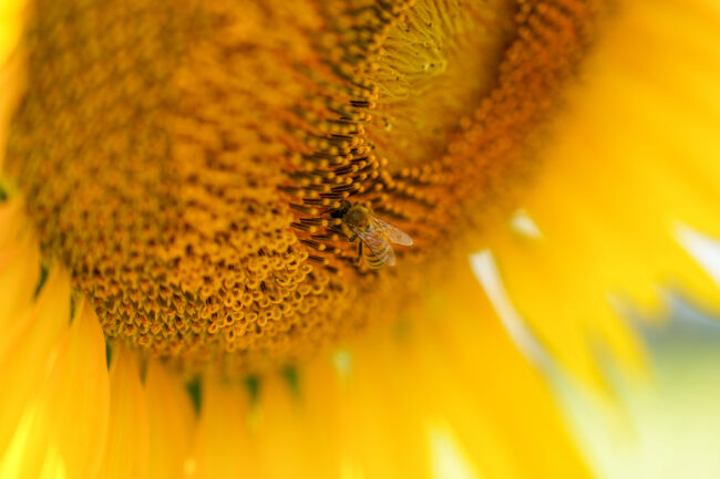 岡津古久のヒマワリの写真