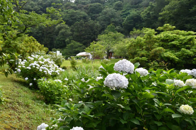 小鮎のアジサイの写真