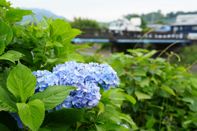 小鮎のアジサイの写真