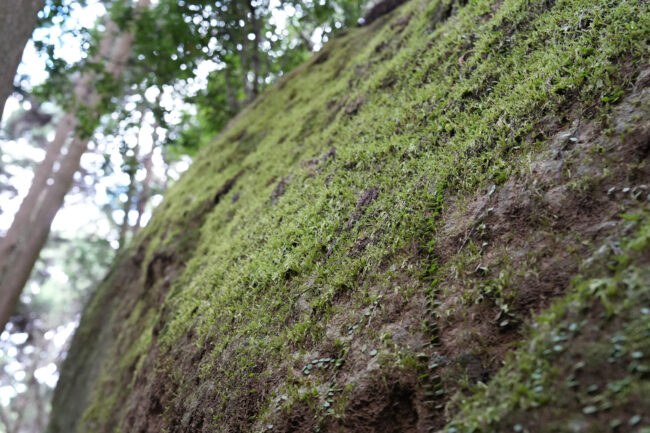 七沢の亀石の写真