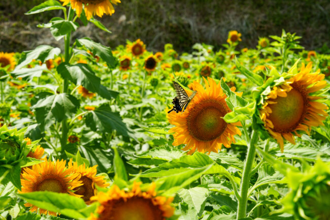 岡津古久のヒマワリの写真