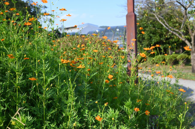 荻野運動公園のコスモスの写真