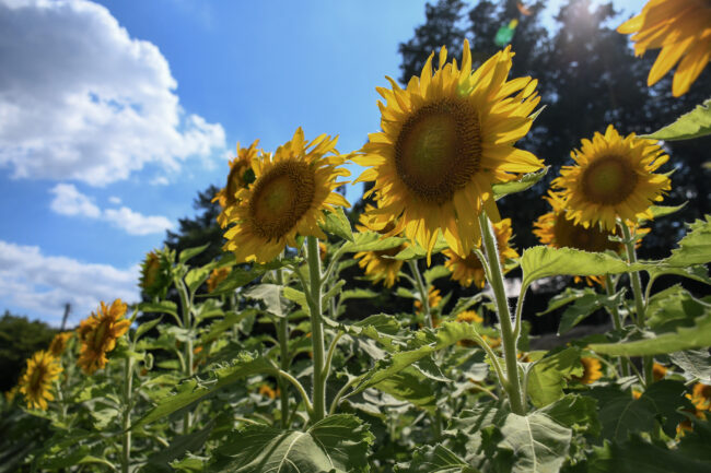 岡津古久のヒマワリの写真