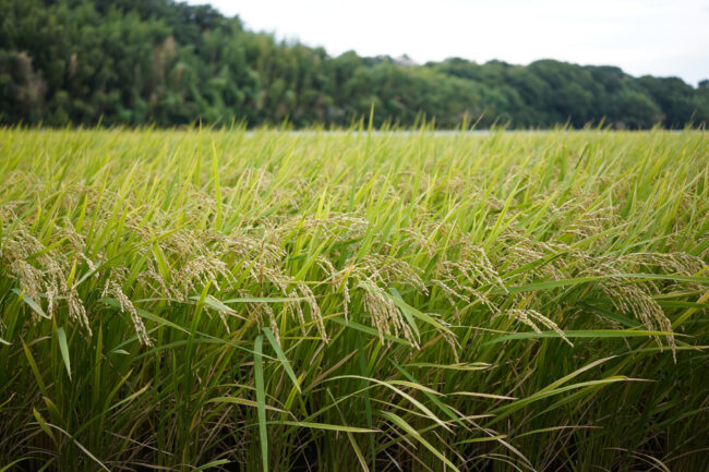 関口の田んぼの写真