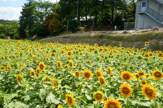 岡津古久のヒマワリの写真
