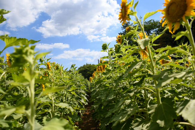 岡津古久のヒマワリの写真