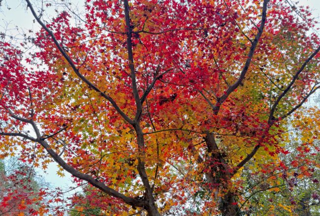 飯山白山森林公園の紅葉の写真
