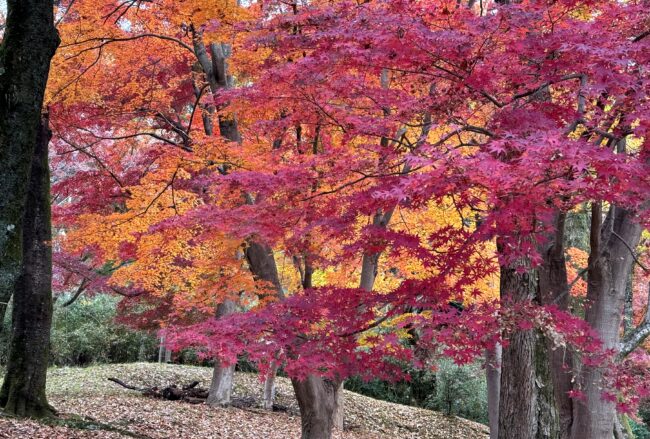 飯山白山森林公園の紅葉の写真