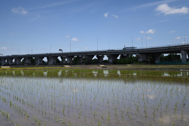 依知の田んぼの写真