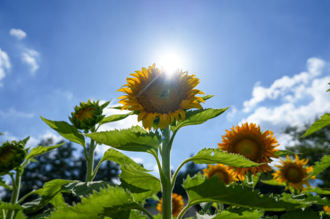 岡津古久のヒマワリの写真