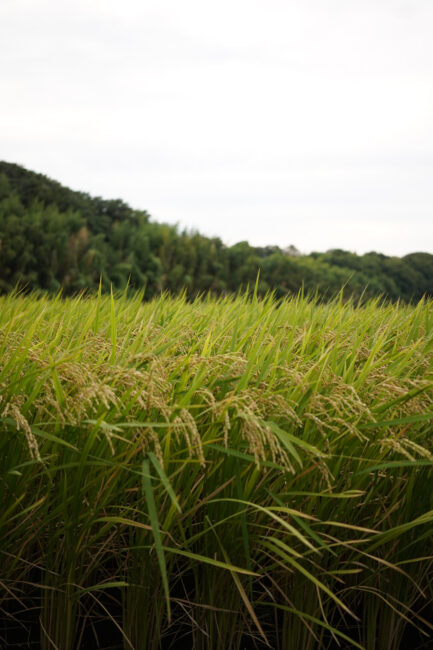 関口の田んぼの写真