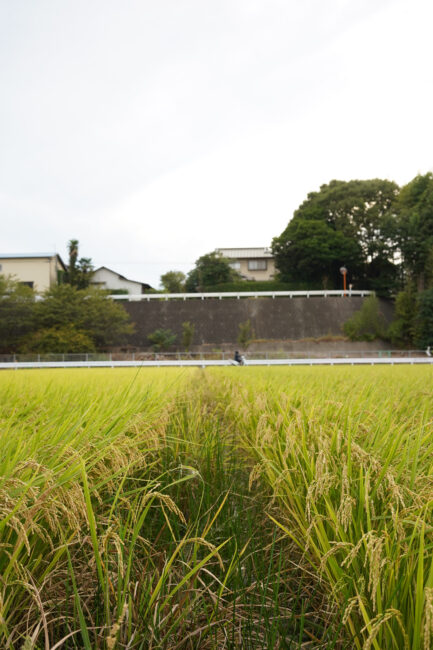 関口の田んぼの写真