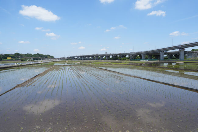 依知の田んぼの写真