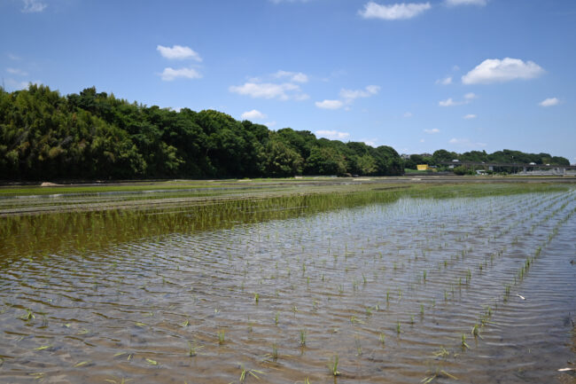 依知の田んぼの写真
