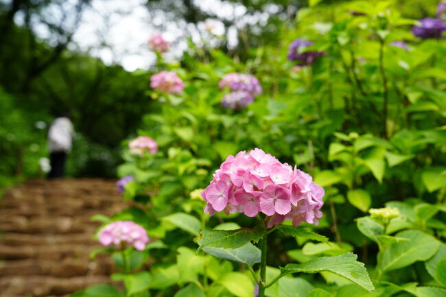 小鮎のアジサイの写真