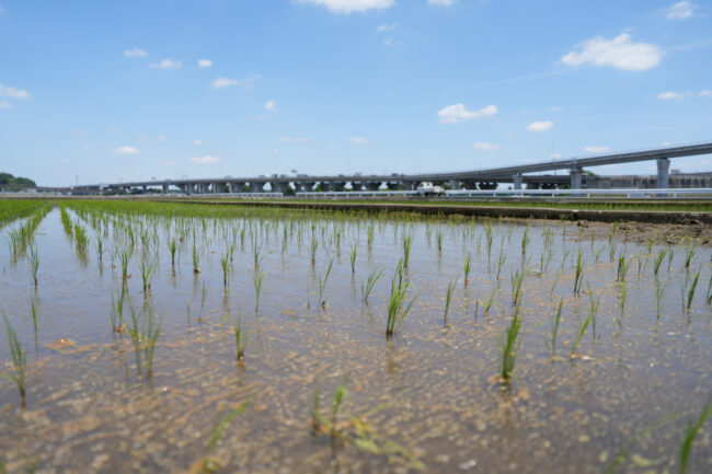 依知の田んぼの写真