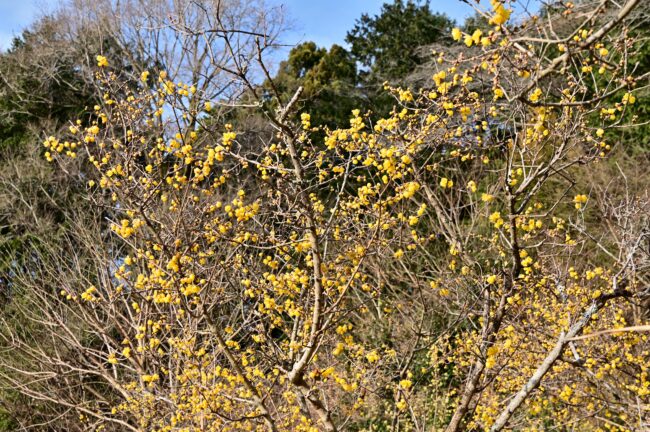 飯山ロウバイの丘のロウバイの写真