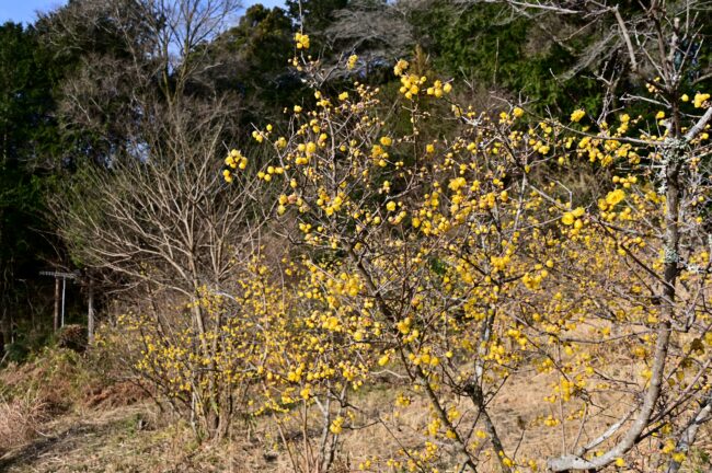飯山ロウバイの丘のロウバイの写真