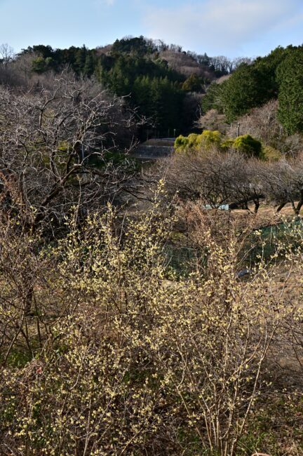 飯山ロウバイの丘のロウバイの写真