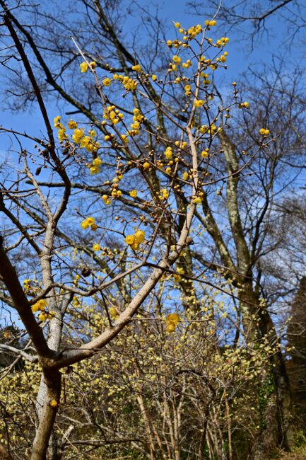 飯山ロウバイの丘のロウバイの写真