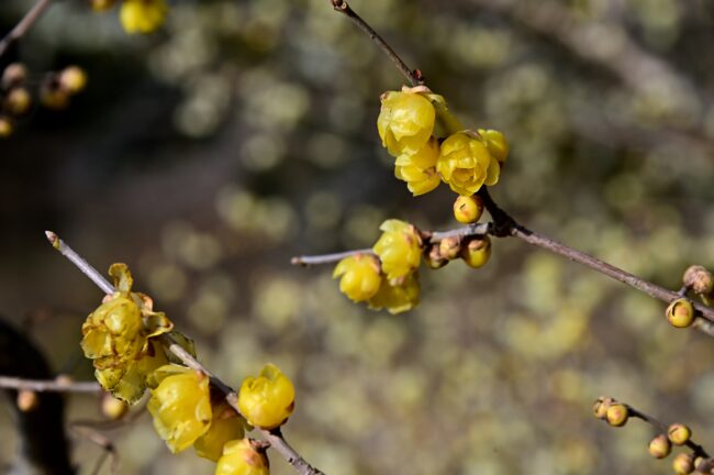 飯山ロウバイの丘のロウバイの写真