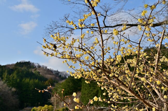 飯山ロウバイの丘のロウバイの写真