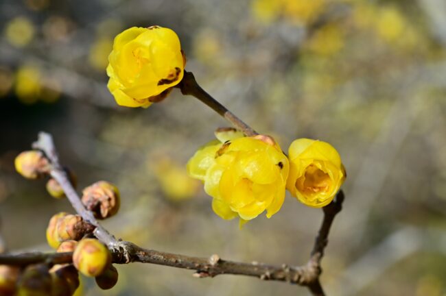飯山ロウバイの丘のロウバイの写真