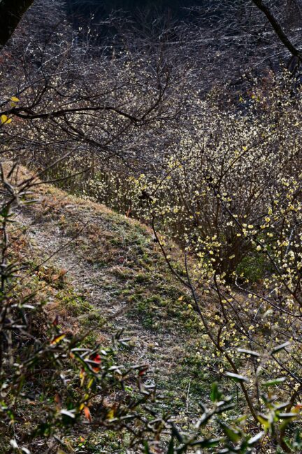 飯山ロウバイの丘のロウバイの写真