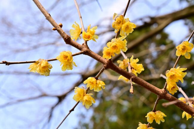 飯山ロウバイの丘のロウバイの写真