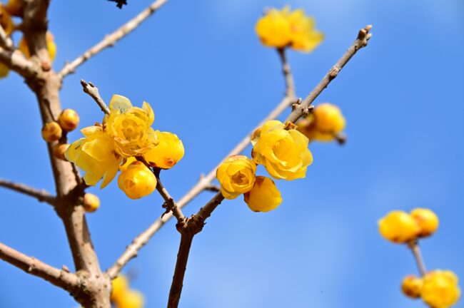 飯山ロウバイの丘のロウバイの写真