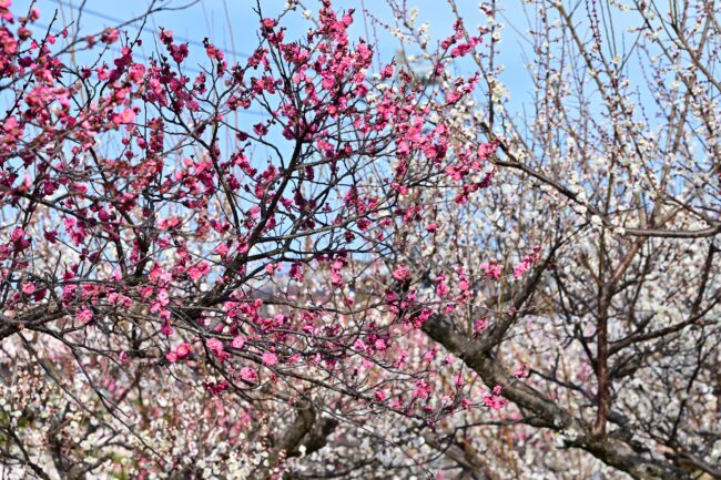 若宮公園のウメの写真
