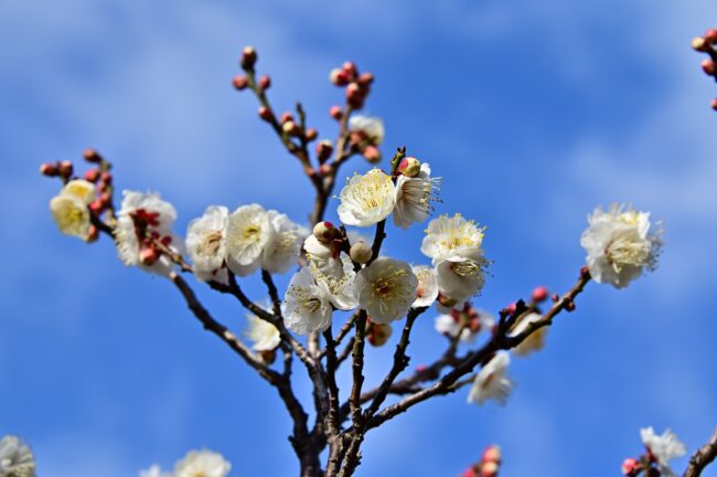 若宮公園のウメの写真