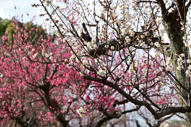 若宮公園のウメの写真