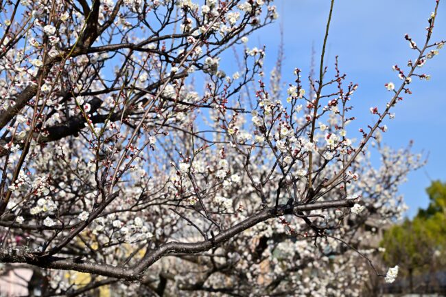 若宮公園のウメの写真