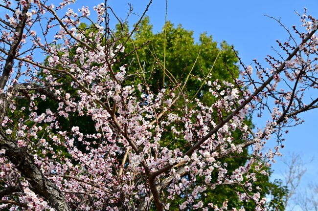 若宮公園のウメの写真