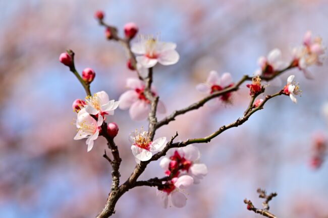 若宮公園のウメの写真