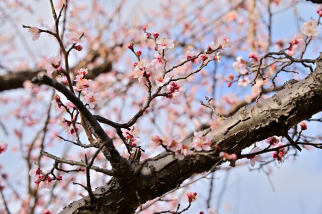 若宮公園のウメの写真