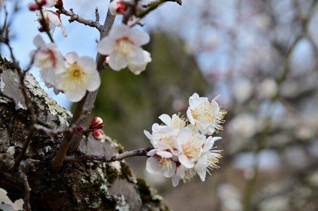 若宮公園のウメの写真