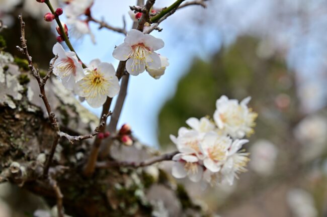 若宮公園のウメの写真