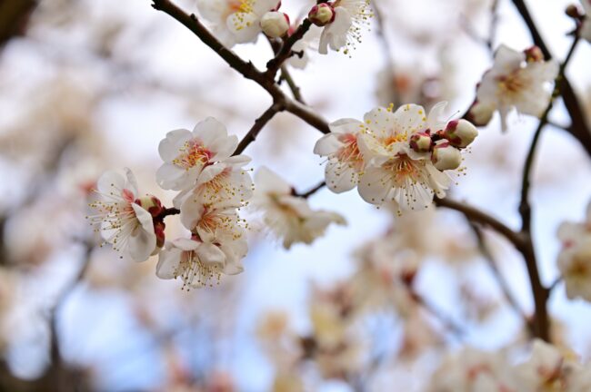 若宮公園のウメの写真