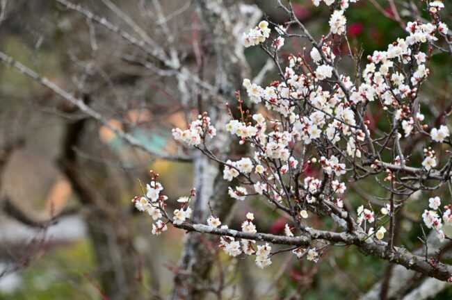 若宮公園のウメの写真