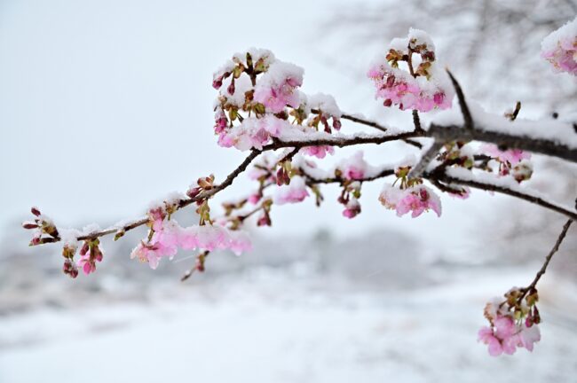 雪のカワヅザクラの写真