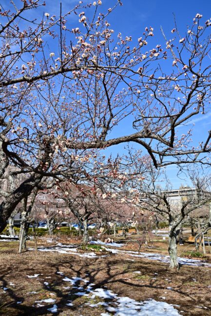 若宮公園のウメの写真