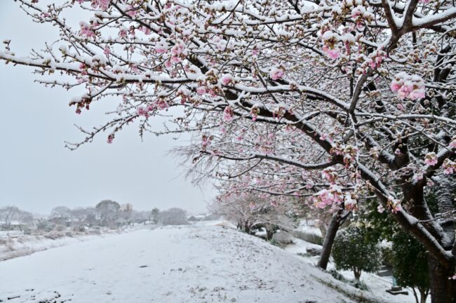 雪のカワヅザクラの写真
