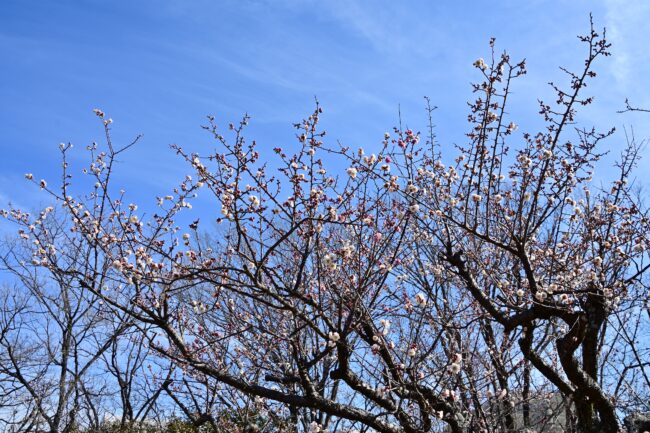若宮公園のウメの写真