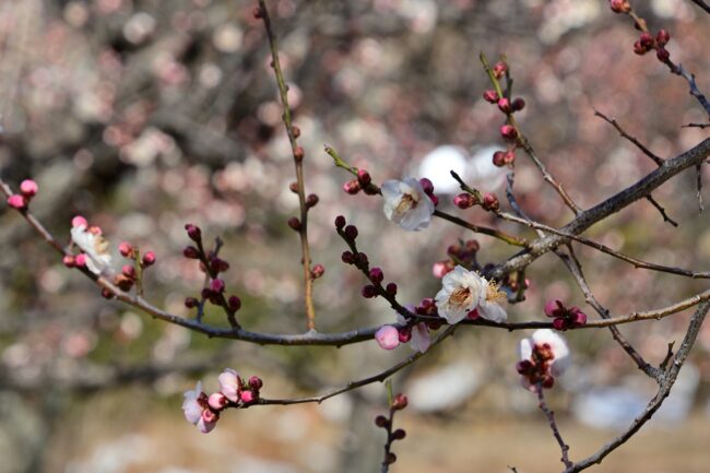 若宮公園のウメの写真