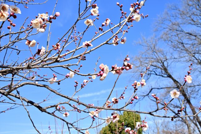 若宮公園のウメの写真