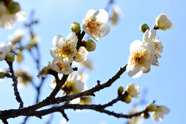 若宮公園のウメの写真