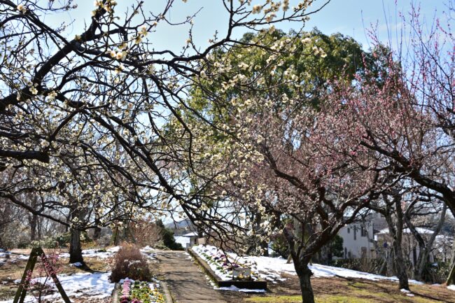 若宮公園のウメの写真