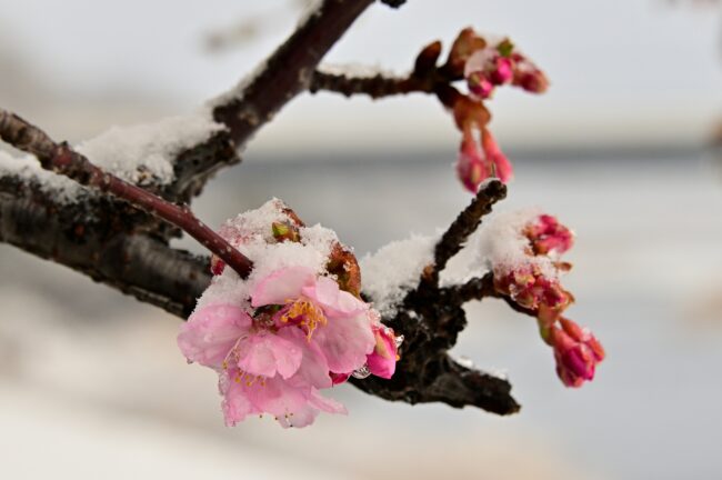雪のカワヅザクラの写真